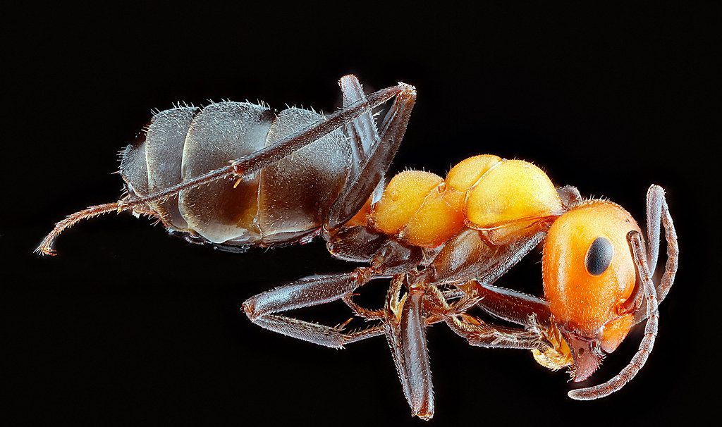 Ant Control service in Mesquite, TX