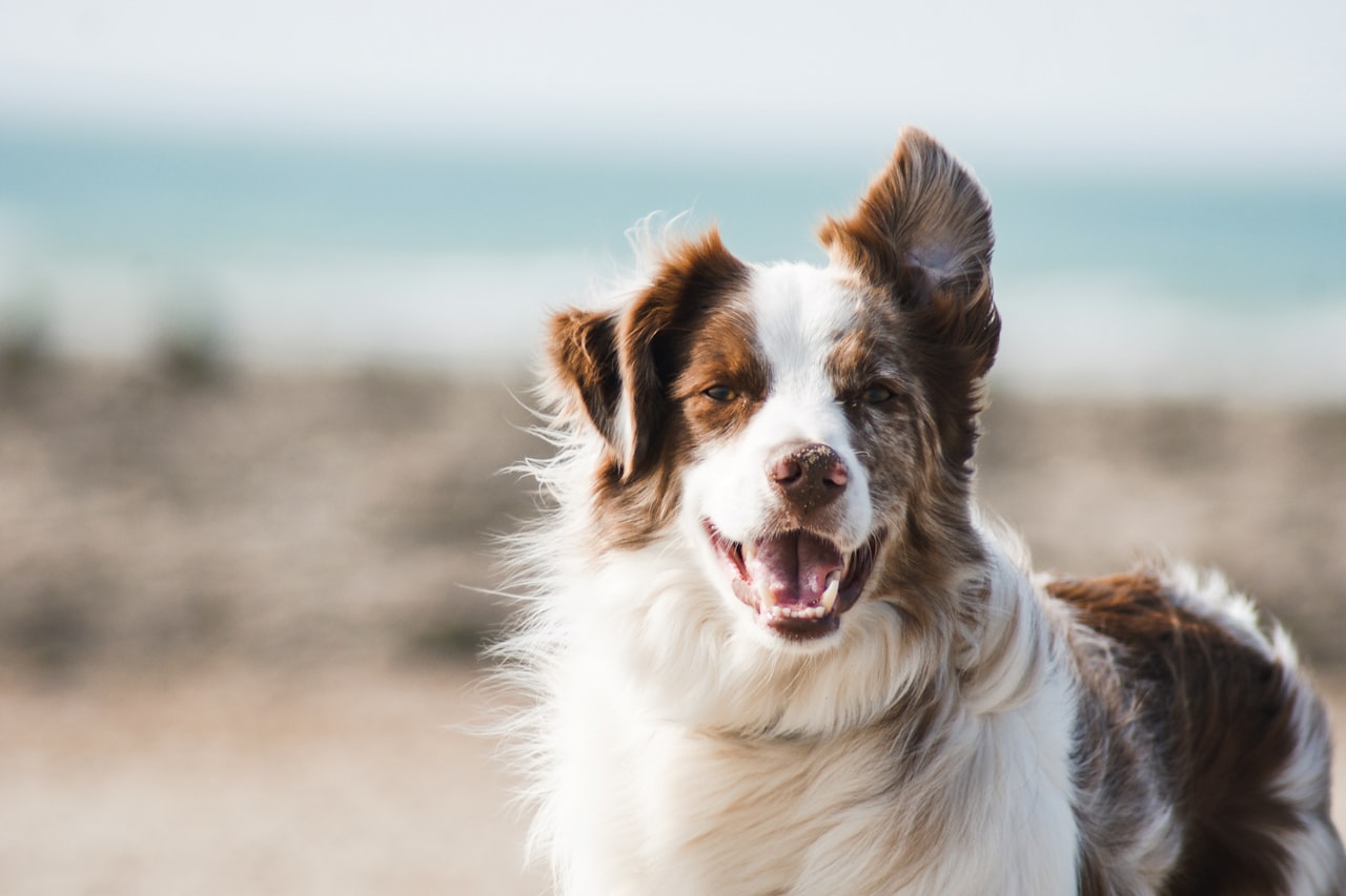 Flea & Tick Control service in Mesquite, TX