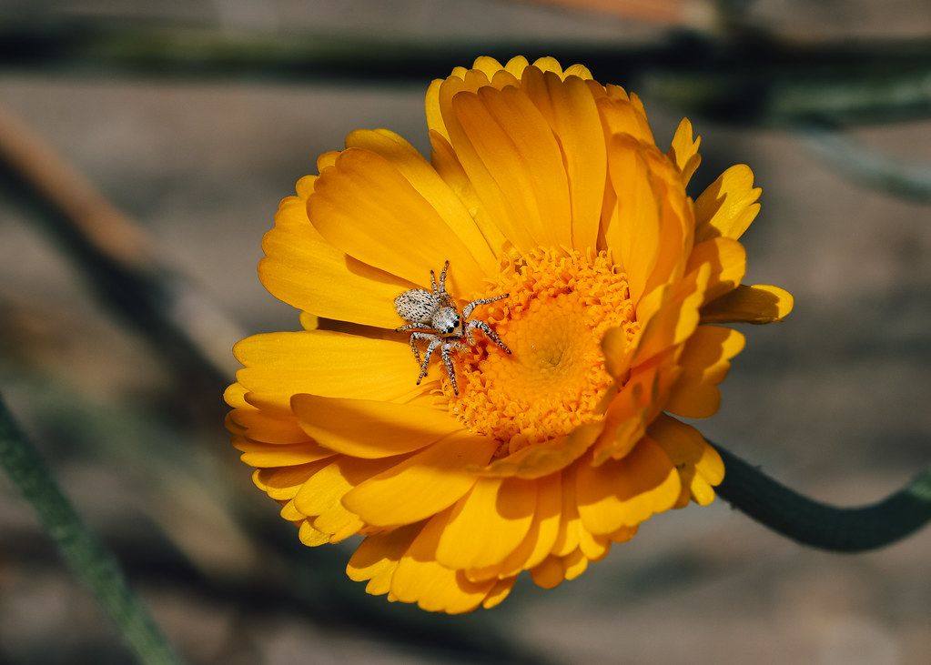 Spider Control service in Mesquite, TX